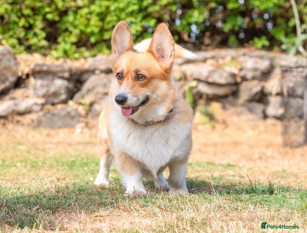Welsh Corgi Pembroke dogs for sale: Beautiful Welsh Pembroke corgi female  - Advert 2