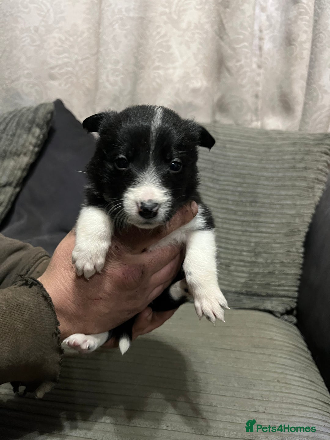 Mixed Breed dogs for sale: Collie pups!  - Advert 6