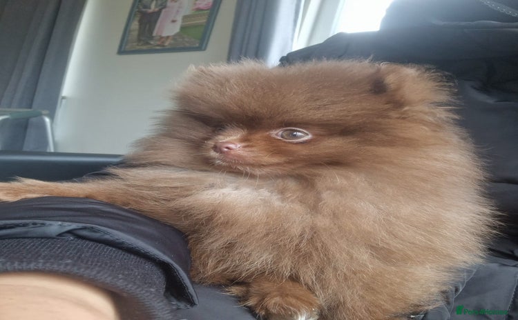 Pomeranian dogs - Advert 3