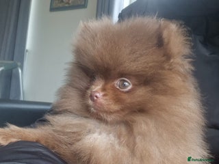 Pomeranian dogs - Advert 3