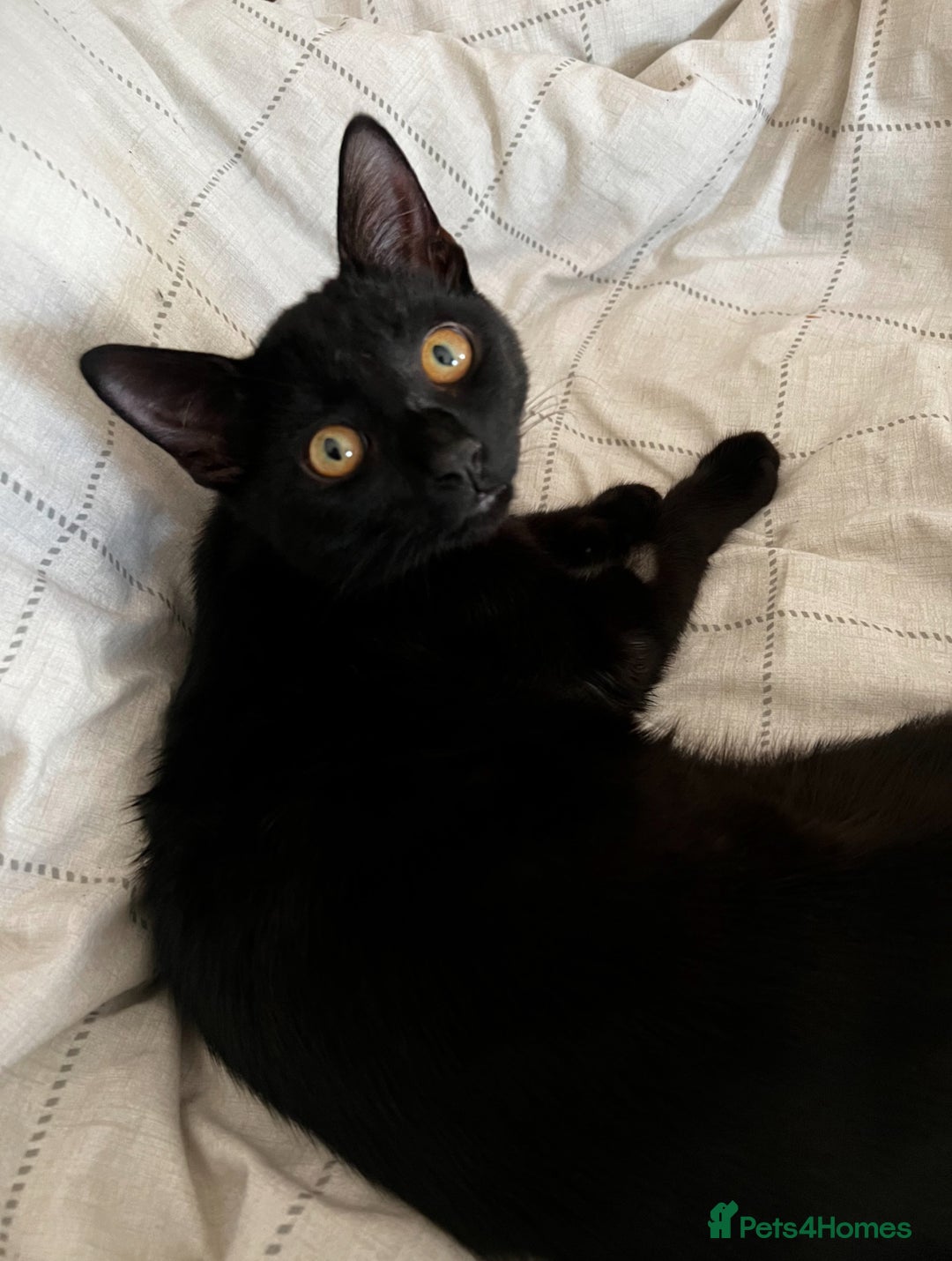 Domestic Shorthair cats for sale: Domestic Shorthair for Sale - Image 2