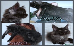 Maine Coon cats for sale: Russian lines with many champions - Image 4
