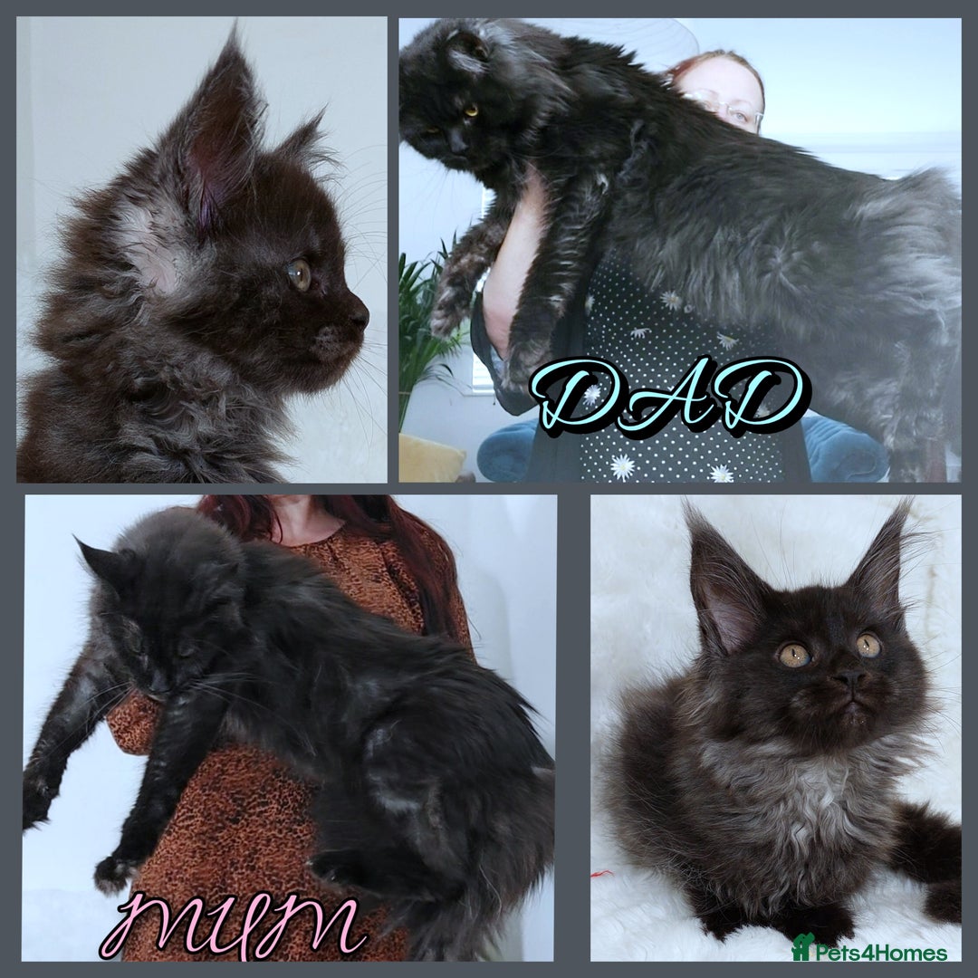 Maine Coon cats for sale: Russian lines with many champions - Image 4
