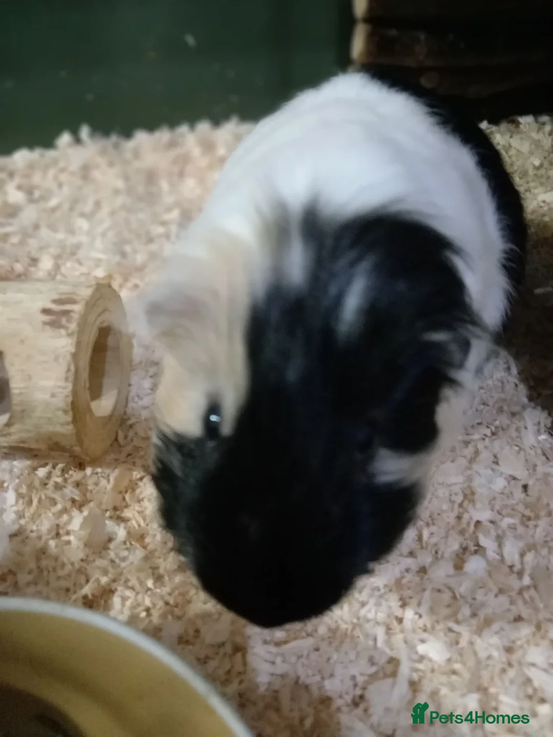 Guinea Pig rodents for sale: Gunnie pigs hand fed, trained very friendly in Loughton - Advert 2