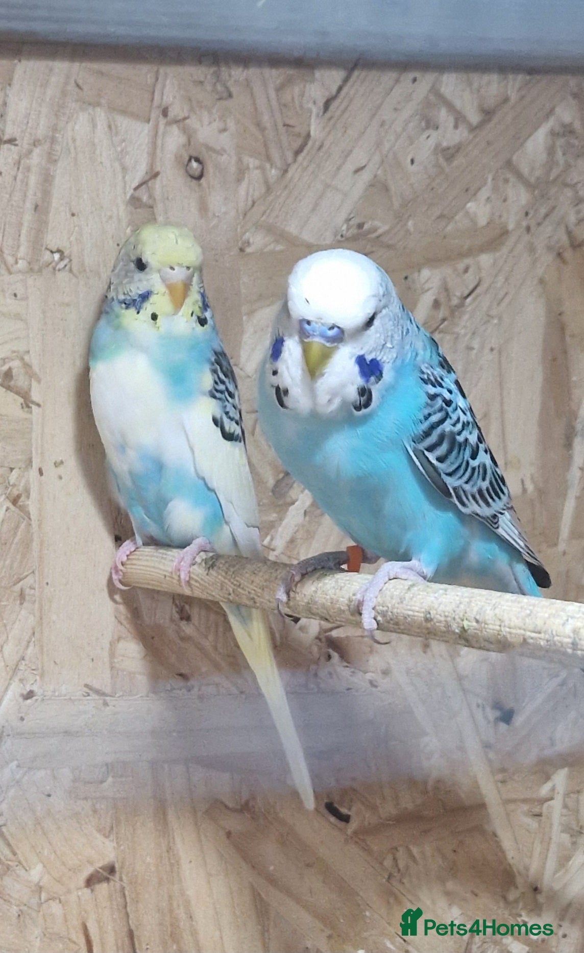 Budgerigars birds Baby budgies - Budgies - Advert 3