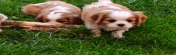 Cavalier King Charles Spaniel dogs for sale: Gorgeous KC Cavaliers from Health Tested Parents  - Advert 25