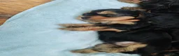 Yorkshire Terrier dogs for sale: Beautiful Yorkshire Terrier Puppies  in Downpatrick - Advert 4