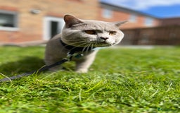 British Shorthair cats for sale: Blue British shorthair  - Image 27