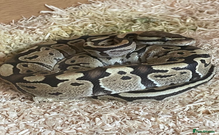 Python Snake reptiles - Advert 1