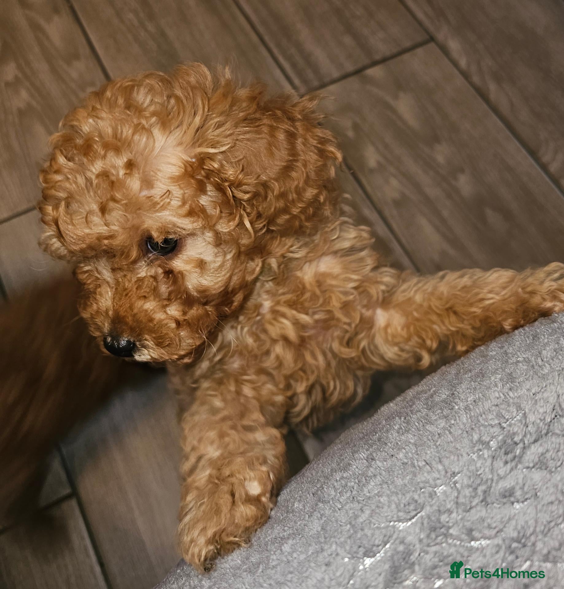 Cavapoo dogs F1b Cavapoo boy!! - Advert 1