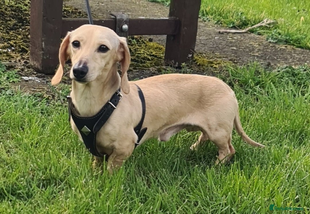 Miniature Dachshund dogs for sale: KC Daxi's health tested parents.READY - Image 35