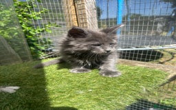 Maine Coon cats for sale: 🔥 TICA Maine coon kittens 🔥  READY NOW 💕💕 - Image 14