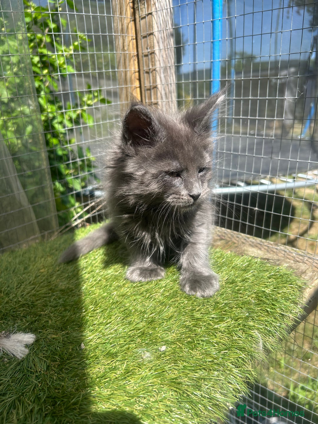 Maine Coon cats for sale: 🔥 TICA Maine coon kittens 🔥  READY NOW 💕💕 - Image 14
