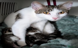 Mixed Breed cats for sale: 4 stunning kittens  - Image 6