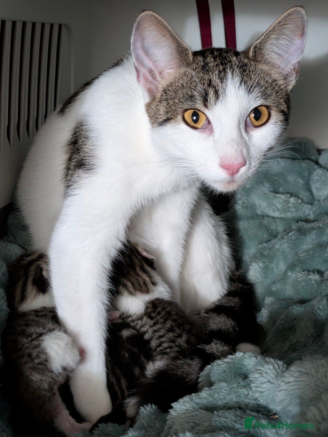 Mixed Breed cats for sale: 4 stunning kittens  - Image 6