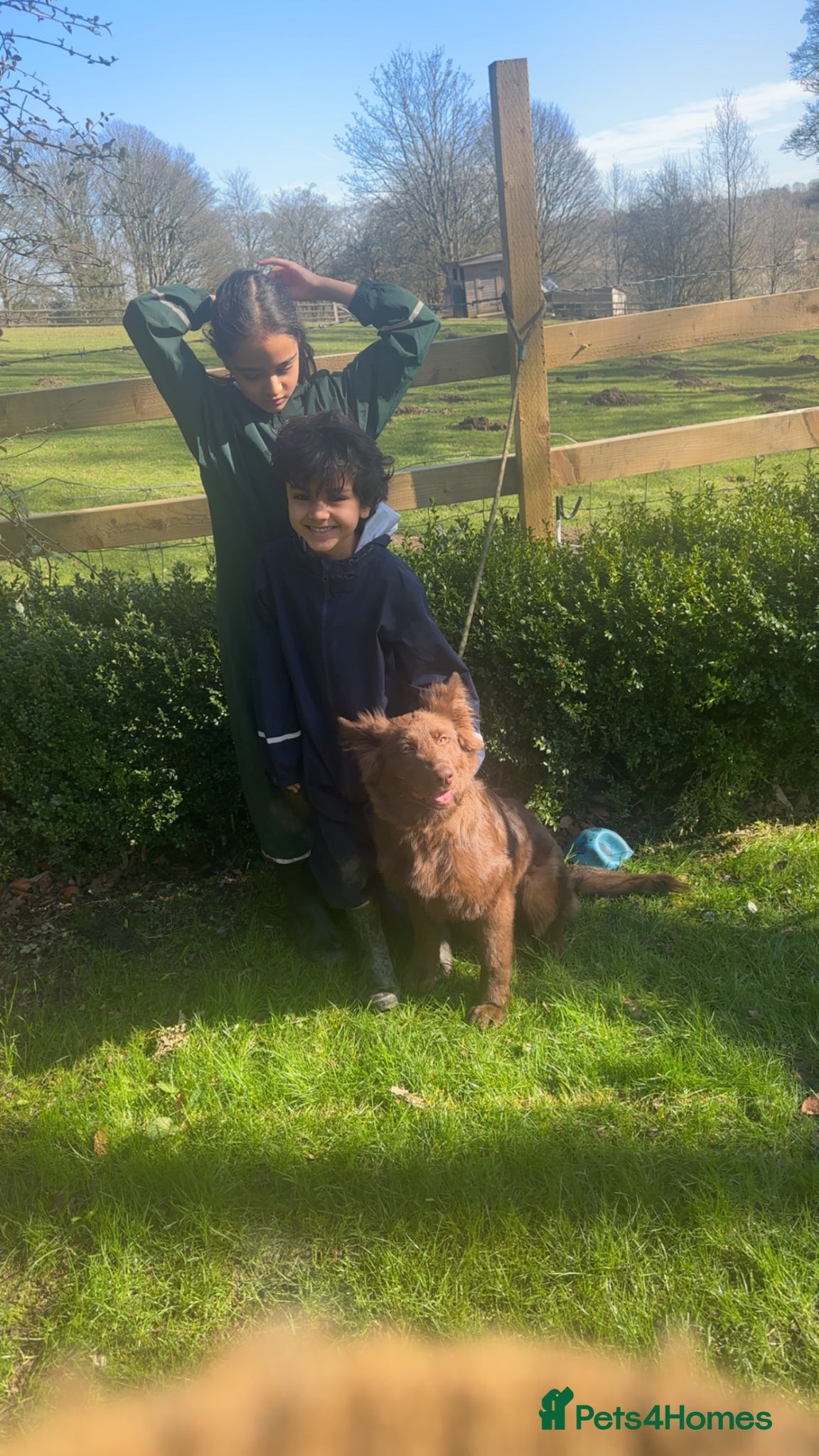 German Shepherd dogs Beautiful German Shepherd Girl  - Advert 5