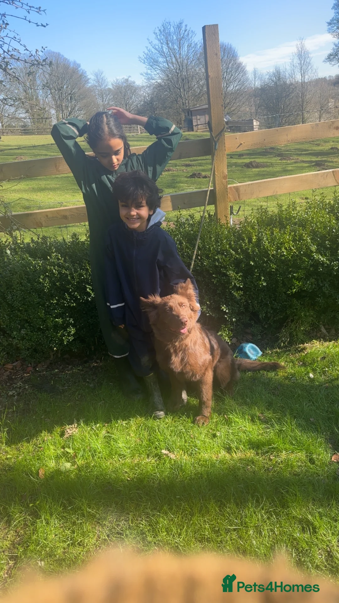 German Shepherd dogs for sale: Beautiful German Shepherd Girl  in Sheffield - Advert 1