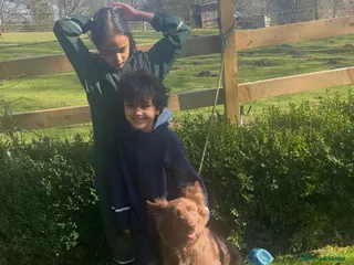 German Shepherd dogs Beautiful German Shepherd Girl - Advert 5