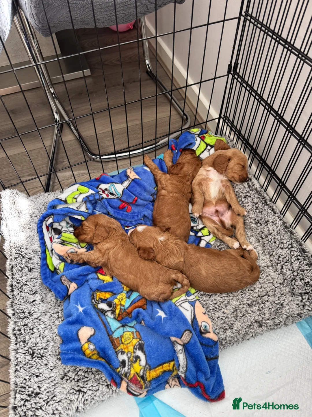 Cockapoo dogs for sale: Adorable Male Cockapoo Puppy for Sale 🐾 in Cheltenham - Advert 2