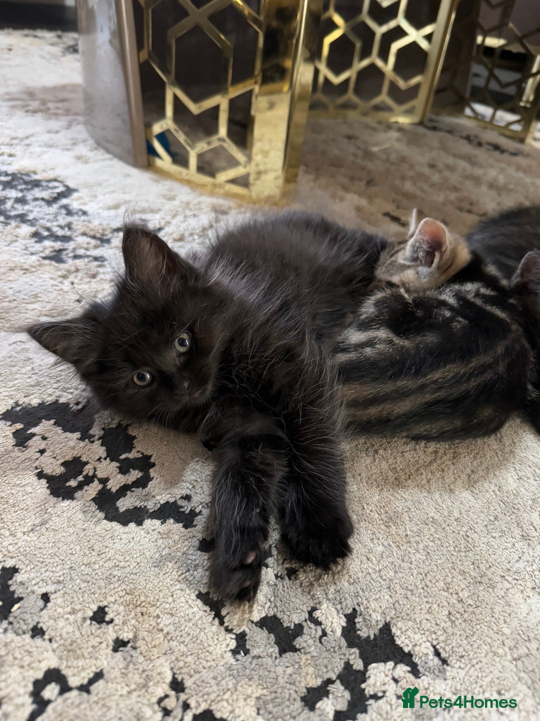 British Shorthair cats for sale: Kitten  - Image 8