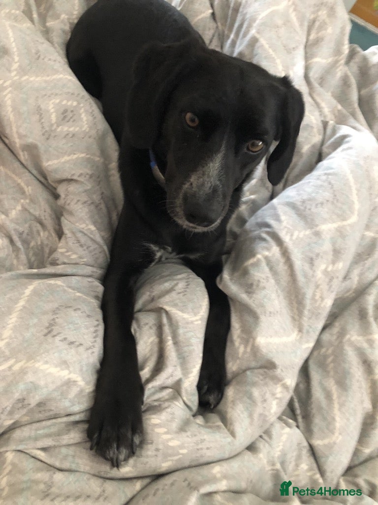 Mixed Breed dogs Meet Hugo, currently residing in Devon - Advert 5