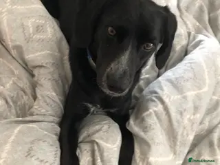 Mixed Breed dogs Meet Hugo, currently residing in Devon - Advert 5