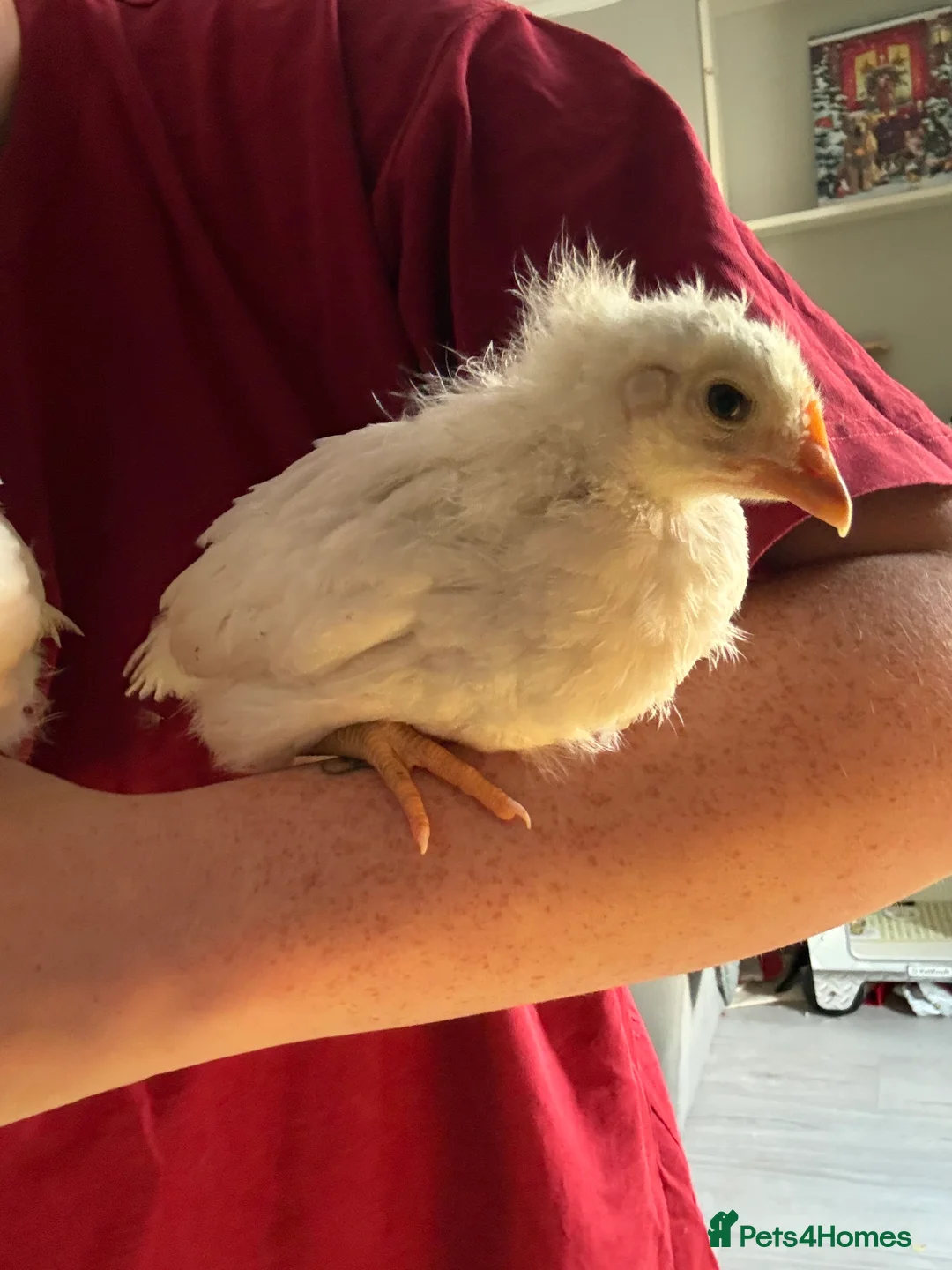 Chickens poultry for sale: Chicks  - Advert 3