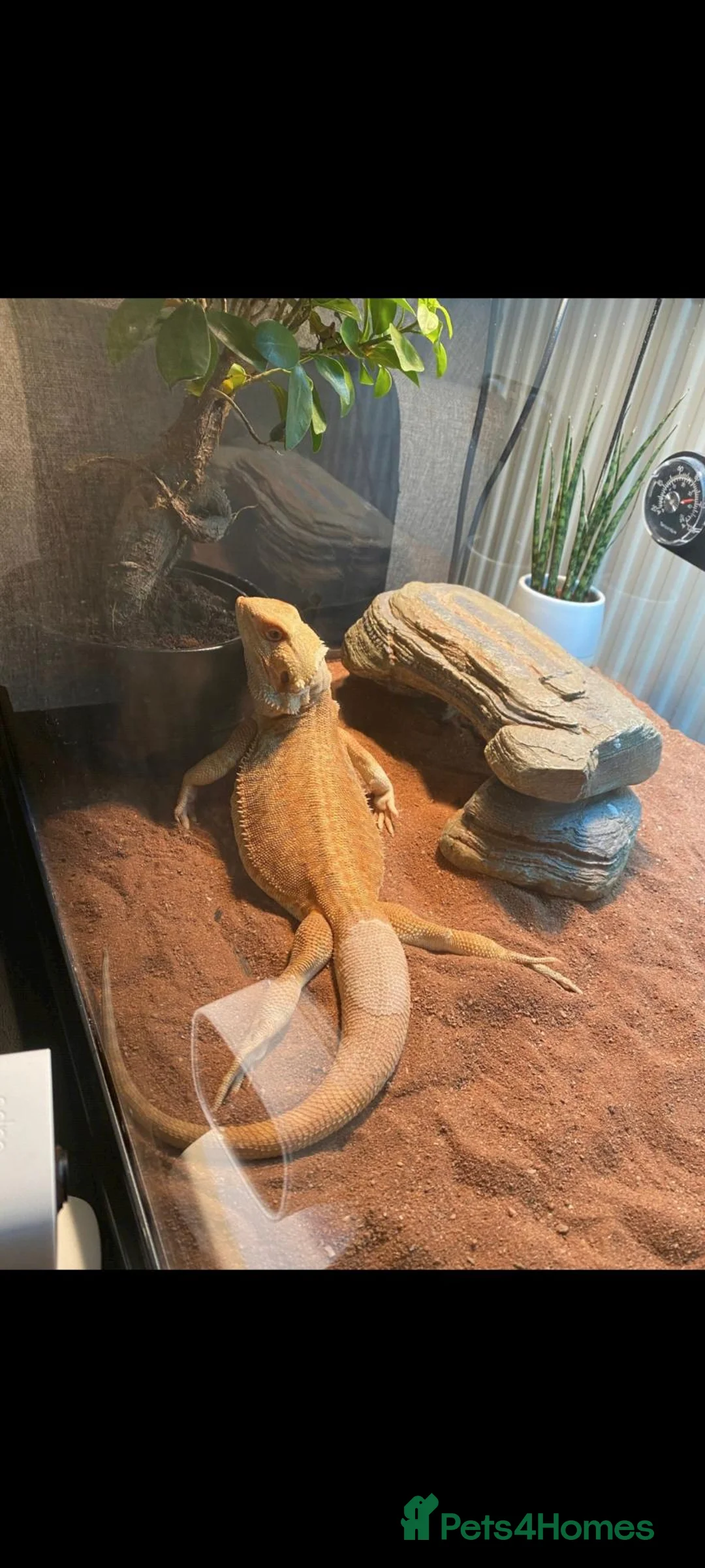 Dragon reptiles for sale: Bearded dragon in London - Advert 2