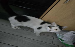 Mixed Breed cats for sale: 2 male cats *£20* - Image 1