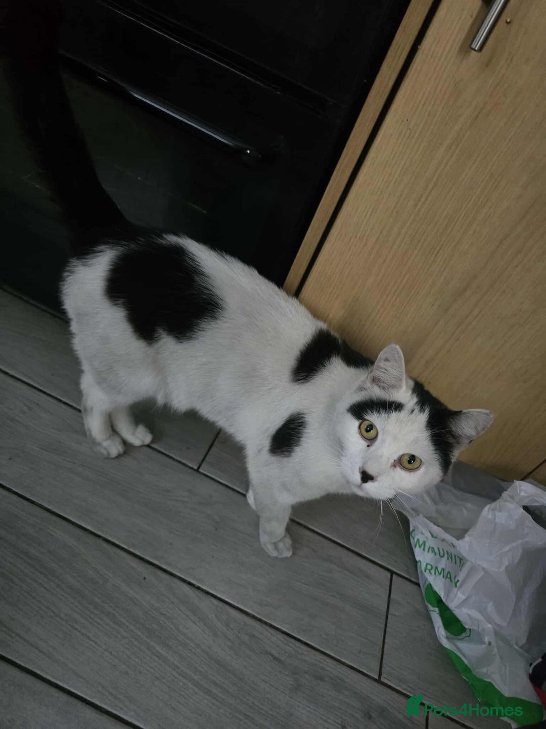 Mixed Breed cats for sale: 2 male cats *£20* - Image 1