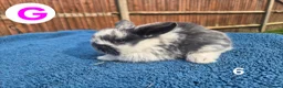 Mini Lop rabbits for sale: 3 x litters of gorgeous mini lop babies - Advert 20