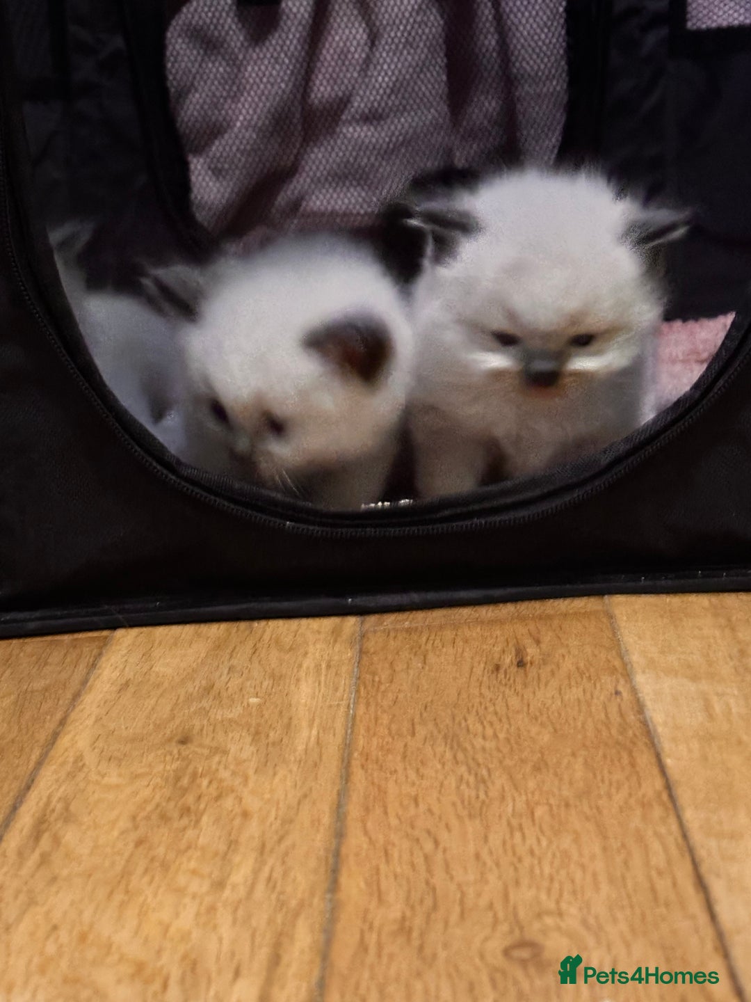 Ragdoll cats for sale: Pure ragdoll  - Advert 20