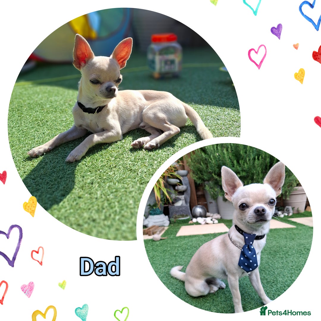 Chihuahua dogs for sale: Gorgeous Chihuahua puppies ❤️👑❤️ Bristol  - Advert 3