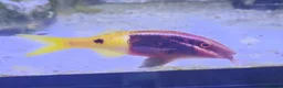 Other/Mixed Breed fish for sale: Large Marine fish in Sale - Advert 9
