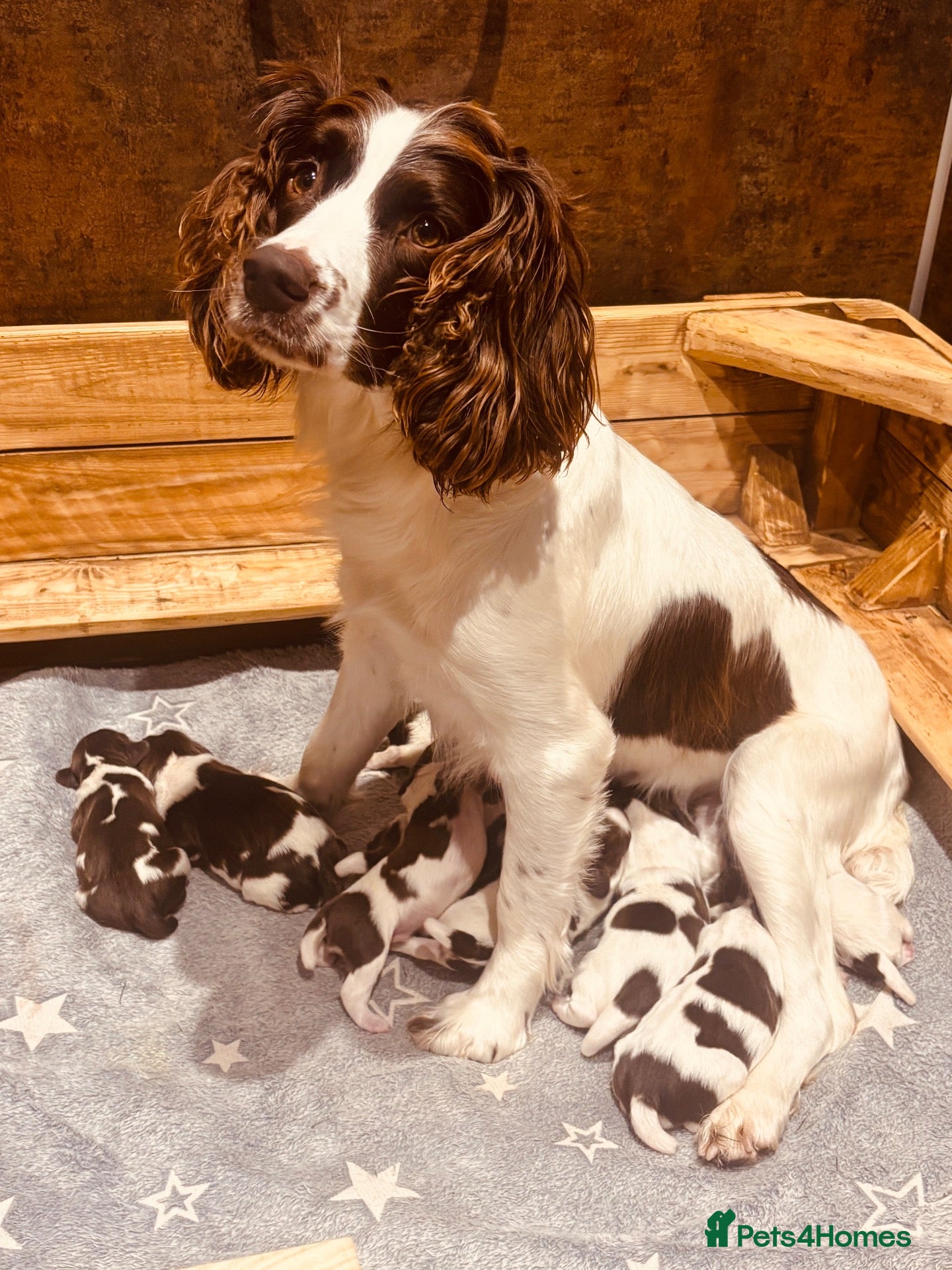 English Springer Spaniel dogs KC Registered Springer Spaniels  - Advert 3