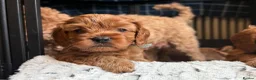 Cavapoo dogs for sale: Red Cavapoo Puppies - 5 weeks old.  in Doncaster - Advert 5