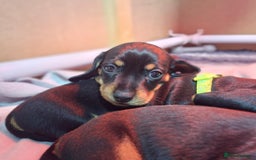 Miniature Dachshund dogs for sale: 5 gorgeous miniature dachshund puppies for sale  - Image 30