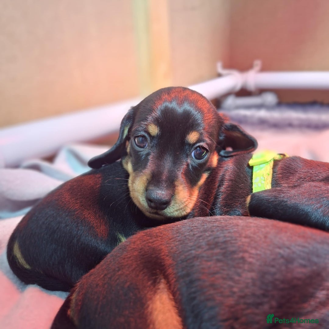 Miniature Dachshund dogs for sale: 5 gorgeous miniature dachshund puppies for sale  - Image 30