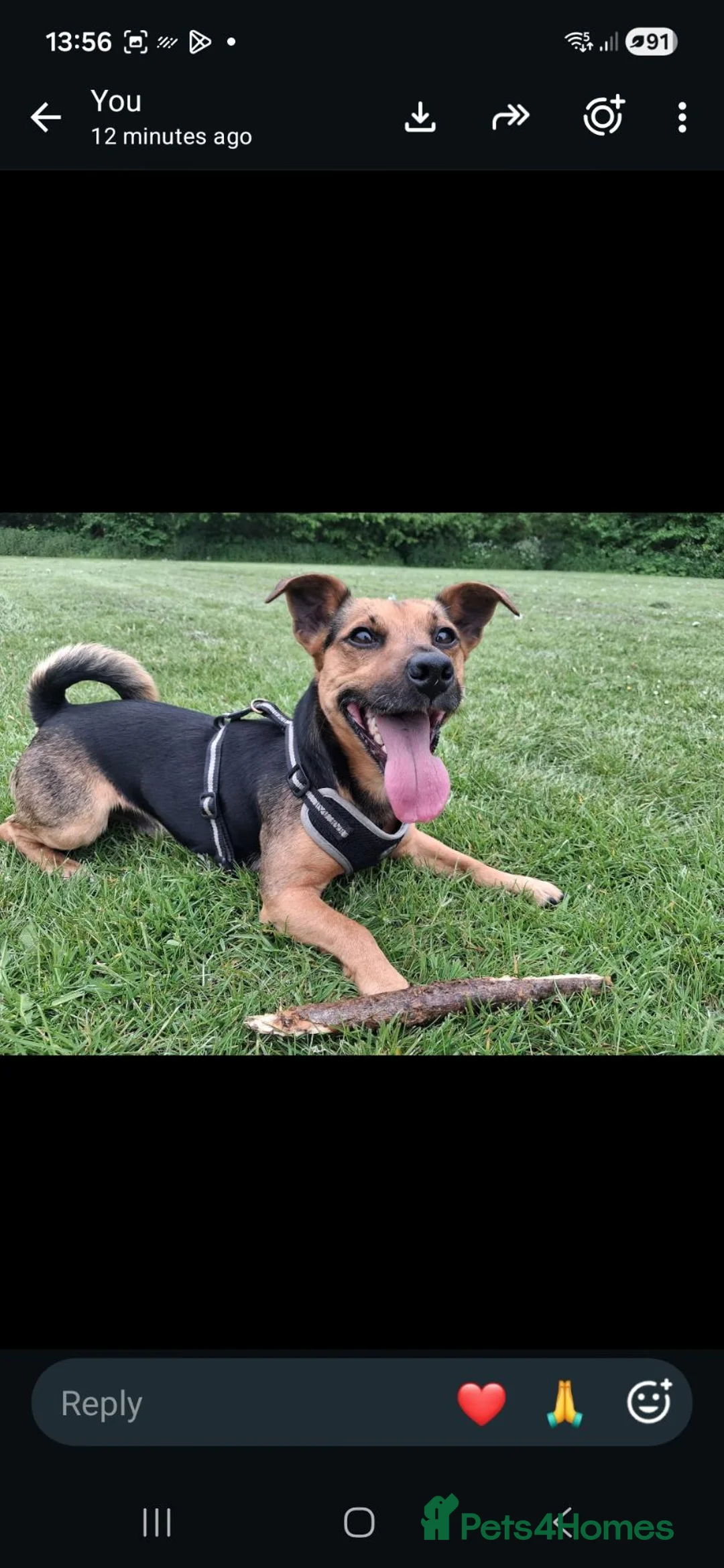 Jack Russell dogs for stud: Jack Russell for stud in Hull - Advert 2