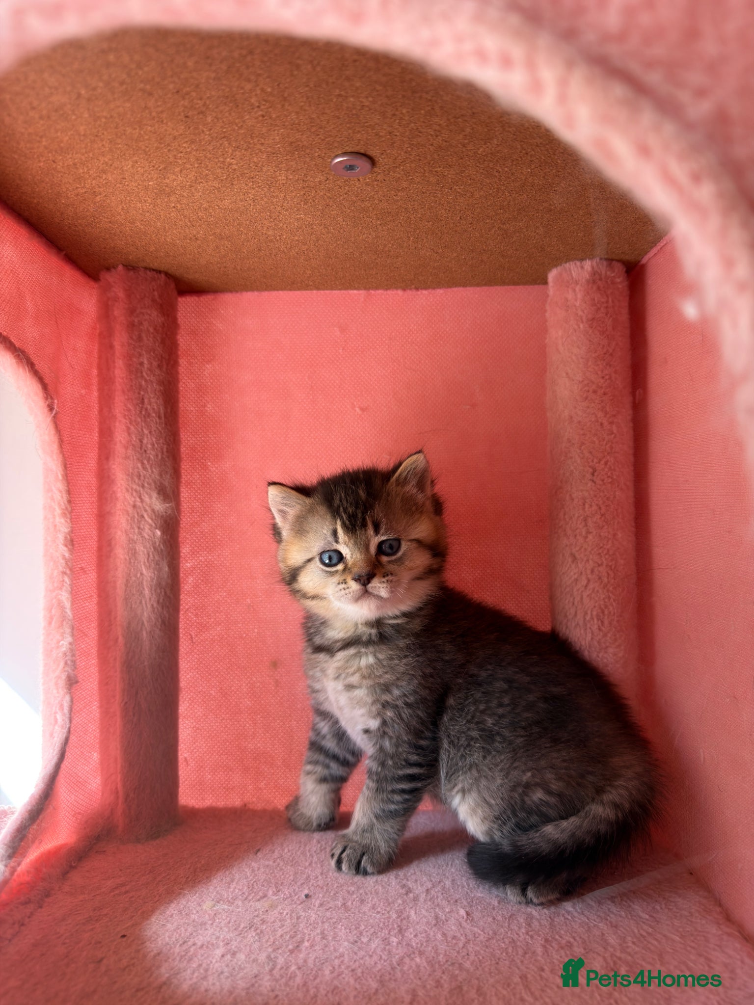 British Shorthair cats looking for a new home !!!!!!!!!  - Advert 1