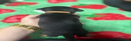 Jack Russell dogs for sale: Jack Russell’s - Advert 11