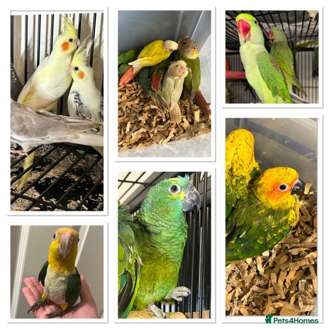 Parakeets birds in Newcastle upon Tyne - Advert 18