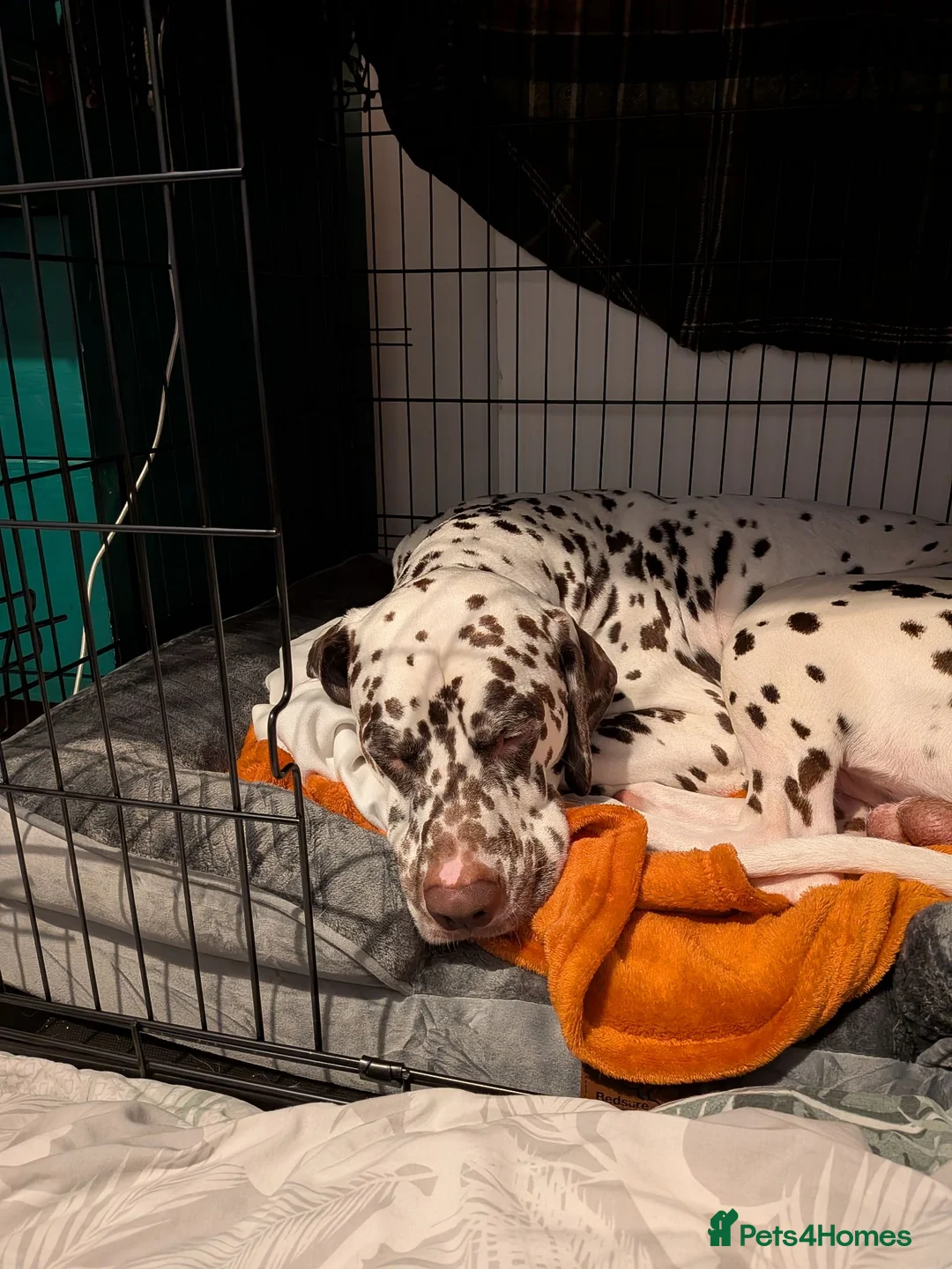 Dalmatian dogs for sale: Male Dalmatian 3.5 years Playful & Loving - Advert 2