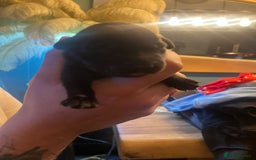 Mixed Breed dogs for sale: Blue staff x Black labrador puppies  - Advert 26