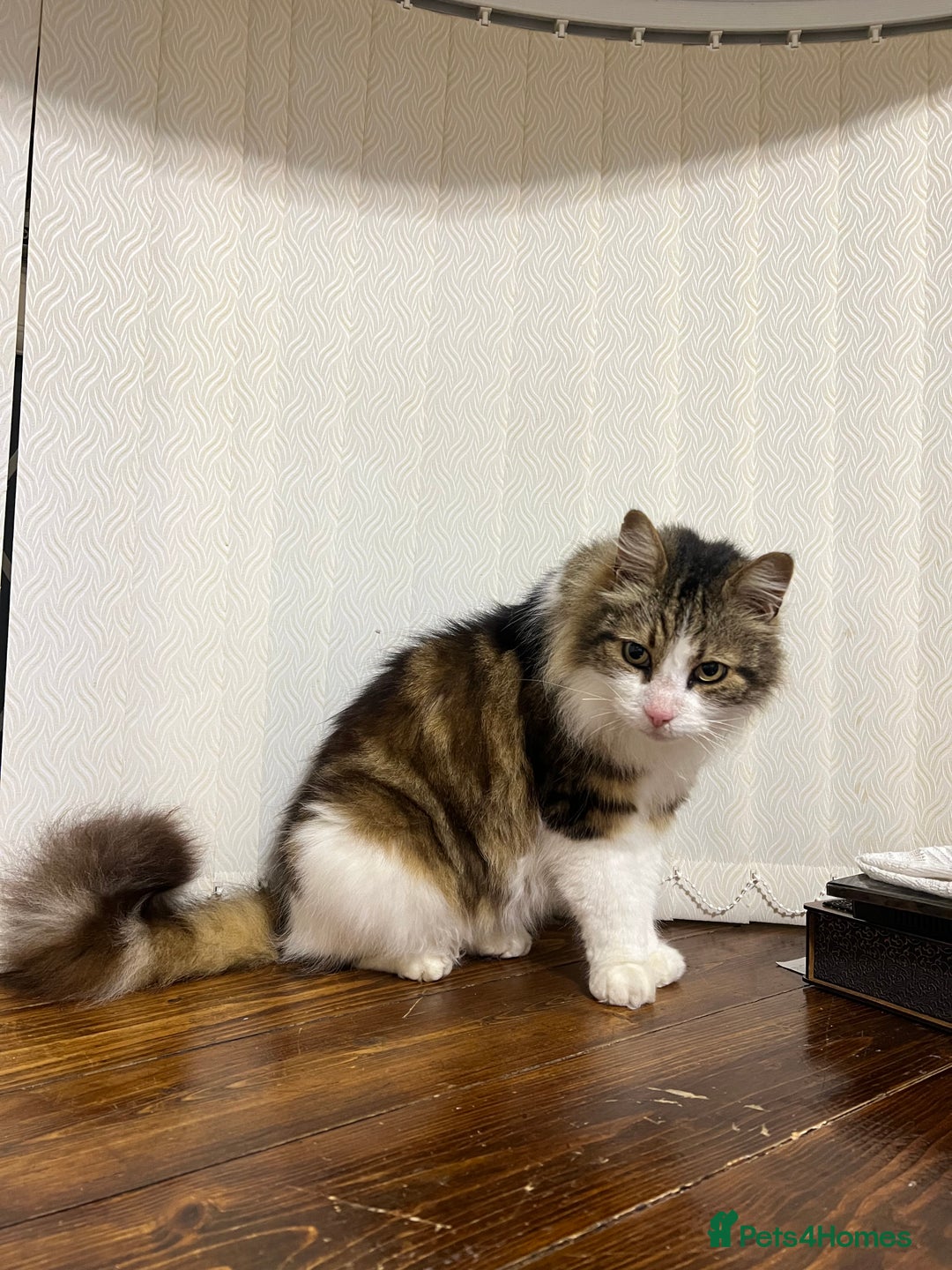 Maine Coon cats for sale: Toffe name cat Healthy , Gentle Loving Maine coone - Advert 2