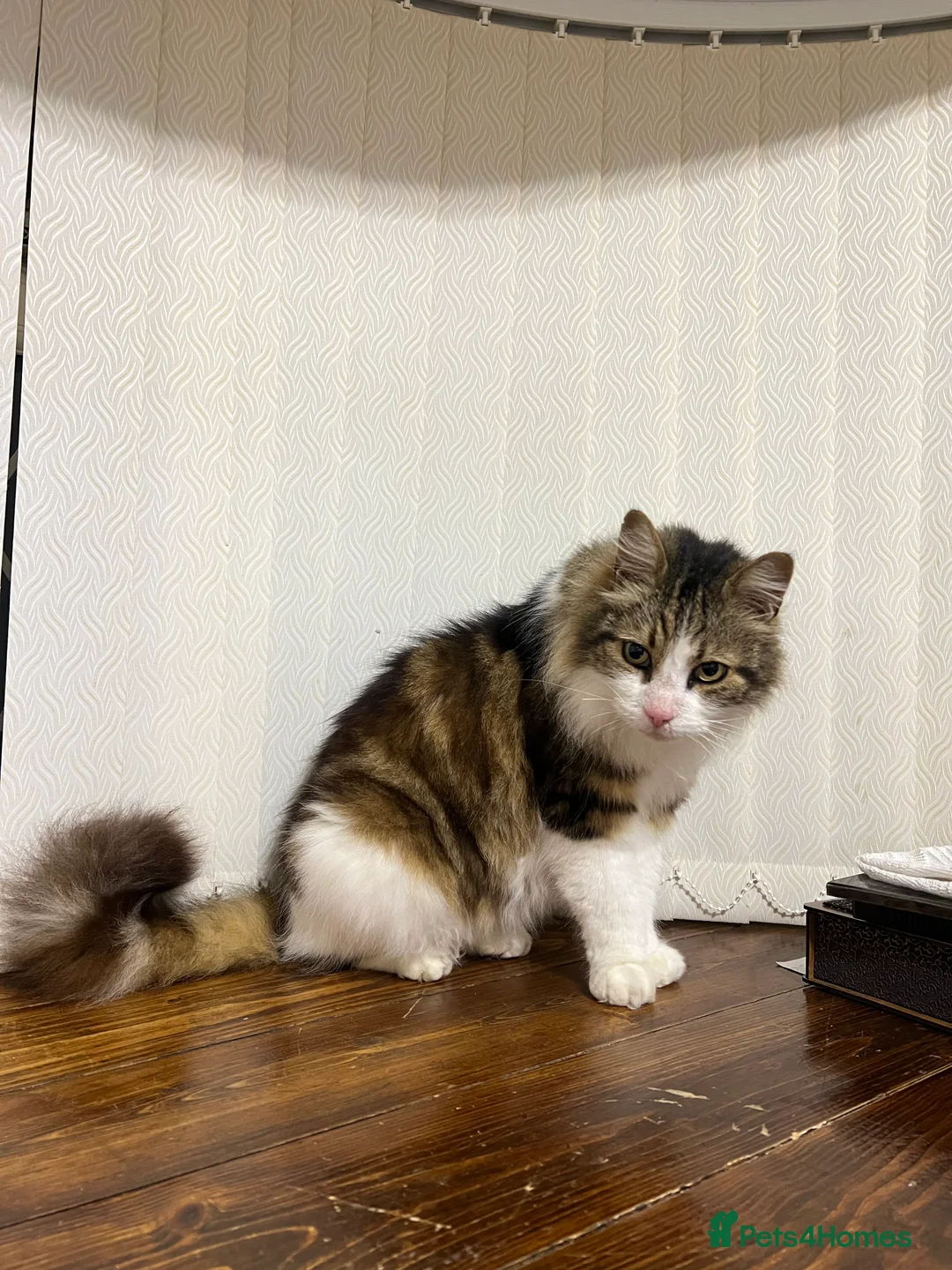 Maine Coon cats for sale: Toffe name cat Healthy , Gentle Loving Maine coone - Advert 2