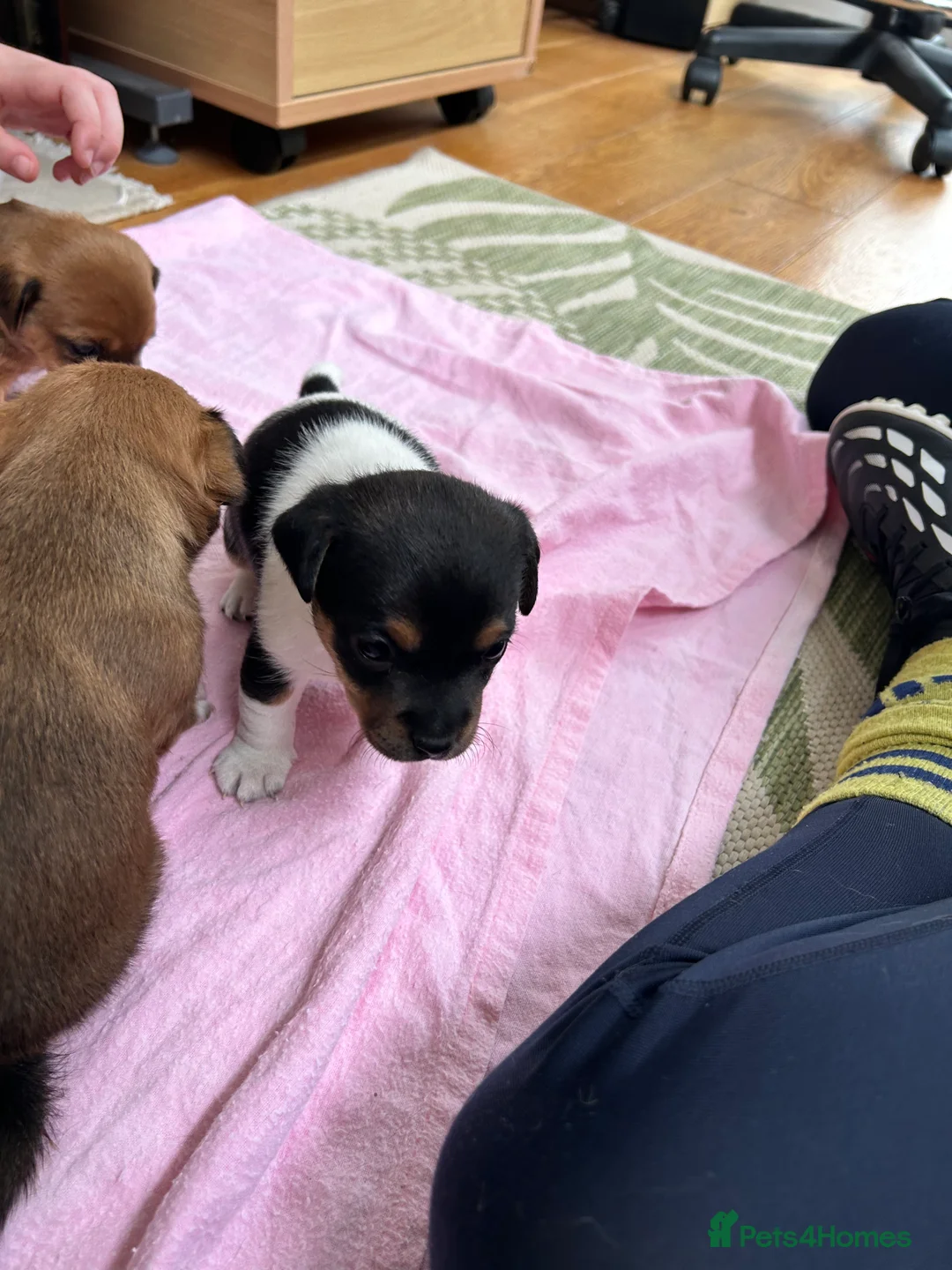 Jack Russell dogs for sale: Beautiful Jack Russell puppies for sale - Advert 10
