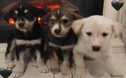 Siberian Husky dogs for sale: Husky Puppies  - Image 1