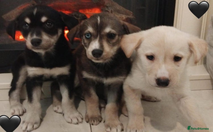 Siberian Husky dogs - Advert 5