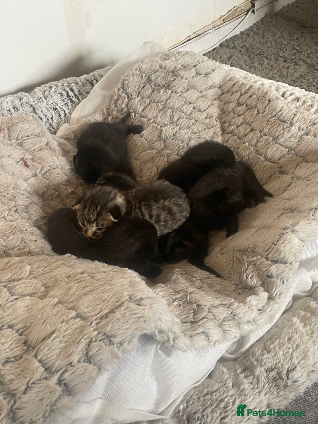 Mixed Breed cats for sale: 5 beautiful mixed kittens  - Image 10